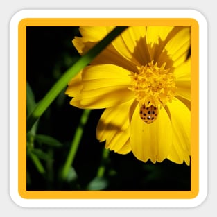 Orange Asian Lady Beetle Yellow Cosmos Sticker